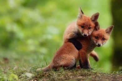 1920x1080 Baby Foxes Wallpapers