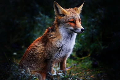 452 Fox HD Wallpapers