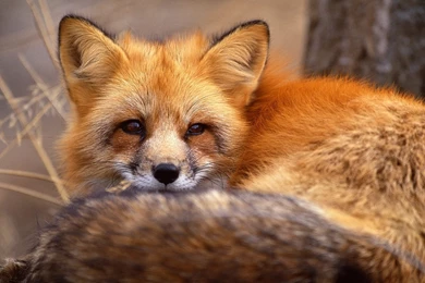 Red Fox   Red Foxes Wallpapers (13289838)   Fanpop