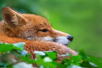 The Fox High Definition Animal Photography Wallpapers 10 － Animal ...