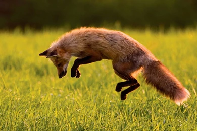 The Fox High Definition Animal Photography Wallpapers 3 － Animal ...