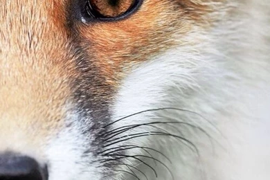 Fox Wallpapers