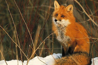 Red Fox   Red Foxes Wallpapers (13290156)   Fanpop
