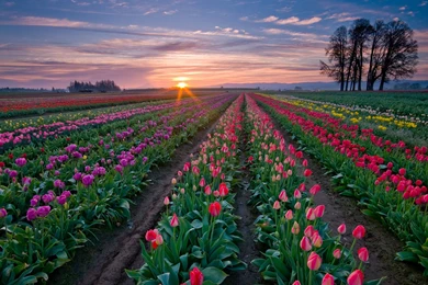 386 Tulip HD Wallpapers