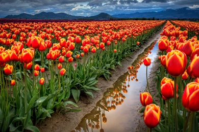 Tulip Fields Collection (42+)