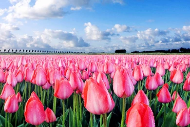 Tulip Field Wallpapers For Android   Uncalke.com