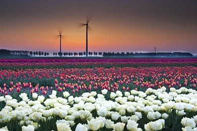 Download Free Modern Tulip Field The Wallpapers 1920x1200px
