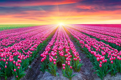 Tulip Fields Archives   HD Wallpapers & 4K Wallpapers Download For ...