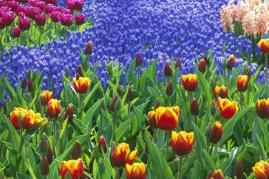 1280x800 Tulip Field Desktop PC And Mac Wallpapers