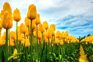 Field Of Yellow Tulips   Wallpaper.