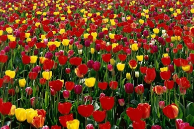 Field Flowers Tulip Field – Nature Fields HD Desktop Wallpapers