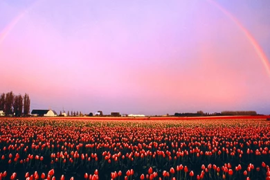 Nature: Skagit Valley Tulip Fields Washington, Picture Nr. 17628