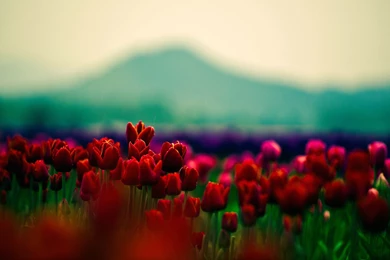 Full HD Pictures Tulip Field 1.52 MB