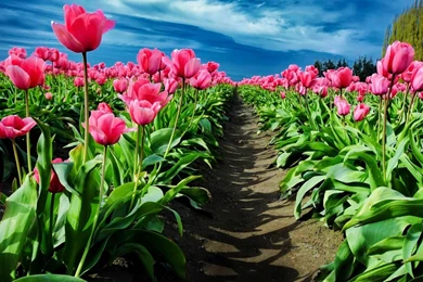 Tulip Fields Archives   HD Wallpapers & 4K Wallpapers Download For ...