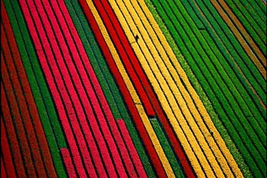 Tulip Fields