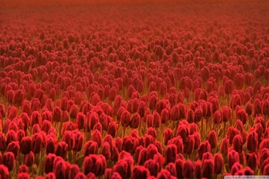Red Tulip Field HD Desktop Wallpapers : High Definition ...