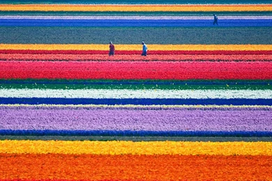 Tulip Flowers Wallpapers