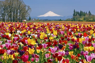 TULIP FIELD WALLPAPER   (