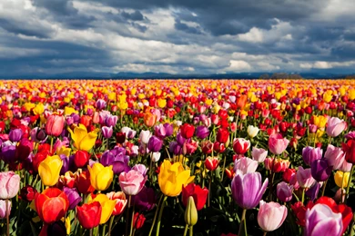 386 Tulip HD Wallpapers