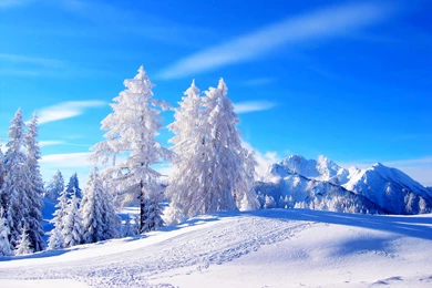 Winter Snow Backgrounds