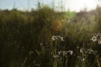 Mossy Oak Wallpapers