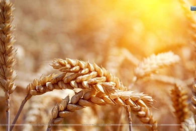 Coastal Commodities, Inc.   Services