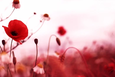 Poppy Flowers Wallpaper Backgrounds 7710 2560x1600   UMad.com