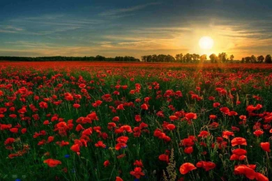 Poppy Backgrounds   Wallpapers Cave