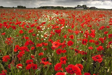 Poppy Field With Stormy Sky In Backgrounds Photograph By Chris Conway