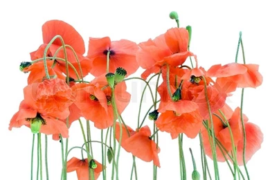 Lonely Wild Withering Red Poppies Backgrounds On Meadow Stock Photo