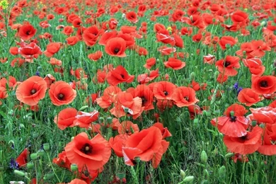 Red Poppy Field Backgrounds