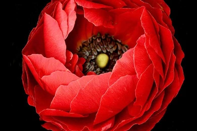 Poppy On Black Backgrounds Photograph By David Rich