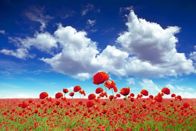 Poppy Flower Desktop Wallpapers