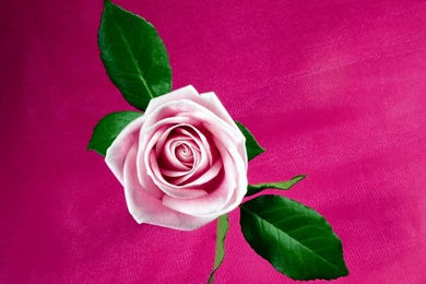 Pink Rose On Red Wallpapers   Download Wallpapers Nature Free