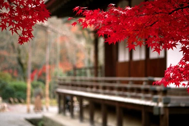 Autumn Leaves Wallpapers High Resolution For Desktop   Uncalke.com