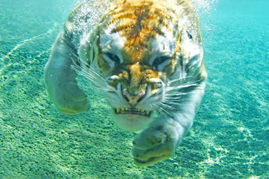 Tiger Under Water Hd Wallpapers.jpg   Free Hd Wallpapers