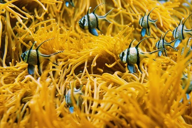 HD Animals Wallpapers 1600x1200 HQ Wallpapers   Photo 7 Of 104 ...