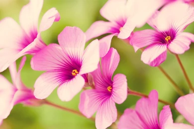 Spring Flower 1366x768 Wallpapers, 1366x768 Wallpapers & Pictures ...