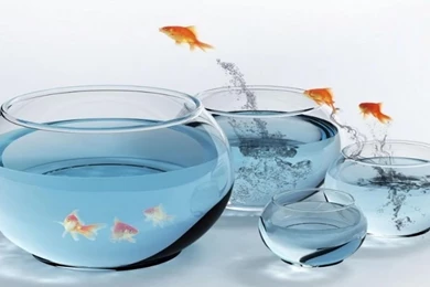 Wallpapers Animal Fly Fish Resolution Free 1366x768