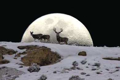 Deer: Big Buck Moon Large Full Wallpaper Backgrounds Free For HD 16 ...