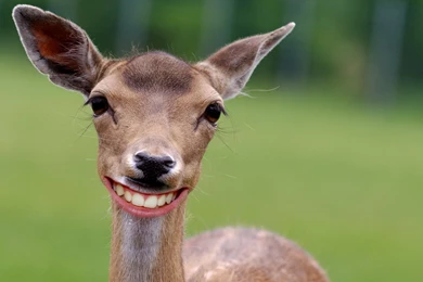 Index Of /scraper/data/alphacoders/Deer Wallpapers