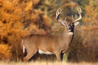 Big Buck Wallpapers Download