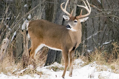 Top Big Buck Trees Snow Wallpapers