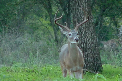 Scouting Whitetail Deer   Deer Pictures
