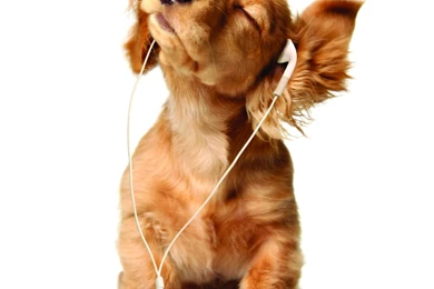 Dogs Backgrounds   Wallpapers Zone