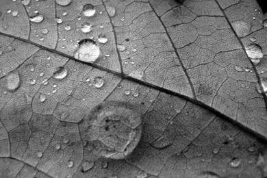 Gray Nature Wallpapers