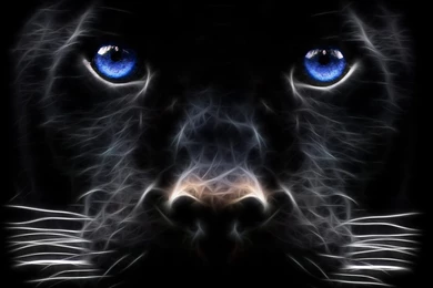 Fantasy Black Dog Wallpaper Backgrounds