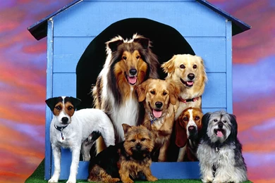 Dogs Family At Home Wallpaper Backgrounds