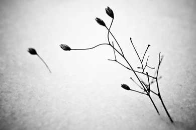 Gray Landscape, 1920x1200 HD Wallpapers And FREE Stock Photo