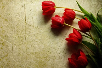 Tulip Wallpapers   Wallpapers Cave